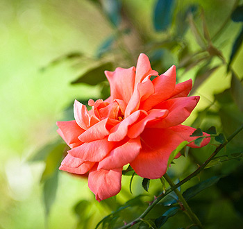 在线手机号轰炸软件