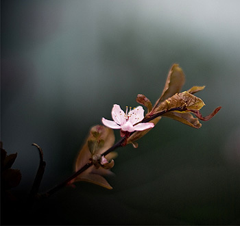 云呼网页版免费试用