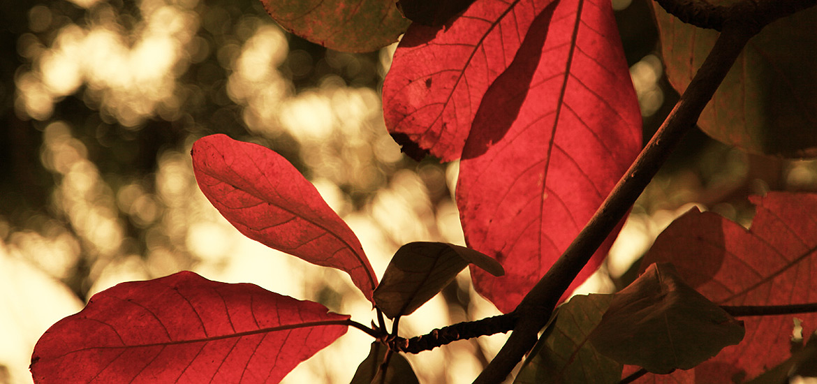 小七电话在线网页轰炸